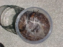 spiderlings5