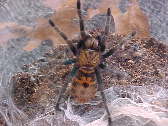 Greenbottle Blue 2