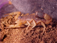Parabuthus leisoma