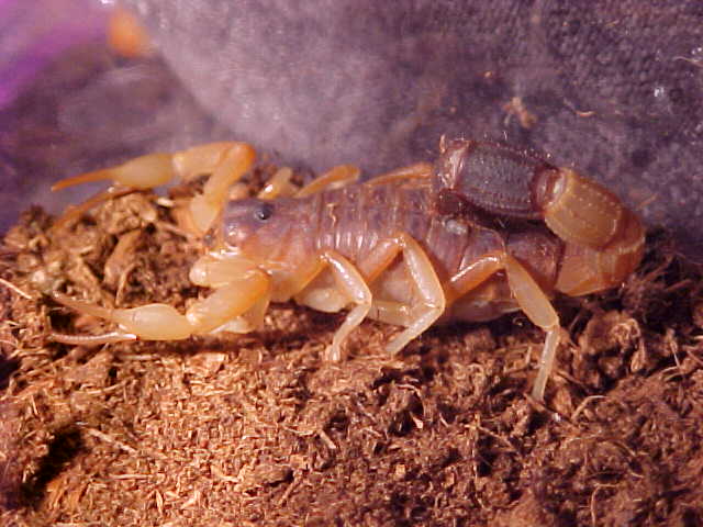 Parabuthus leisoma
