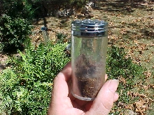 spiderling house 1