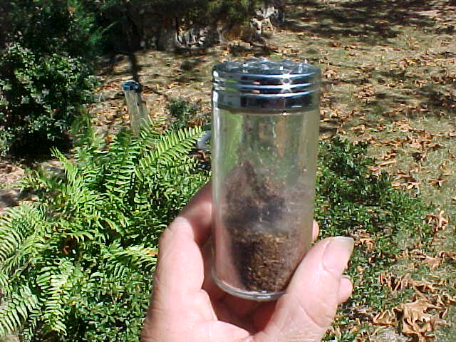 spiderling house 1