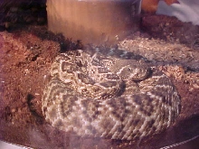 Western Diamonback Rattler