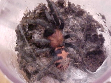 Tiger Rump Tarantula 3