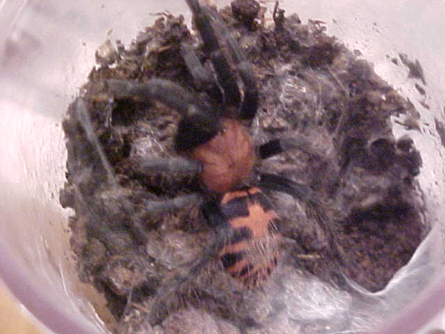 Tiger Rump Tarantula 3
