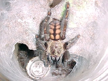 Suntiger Tarantula (P irminia)