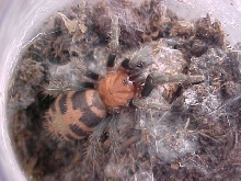 tiger rump tarantula