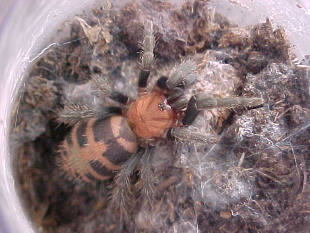 tiger rump tarantula