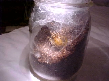 spiderlings4