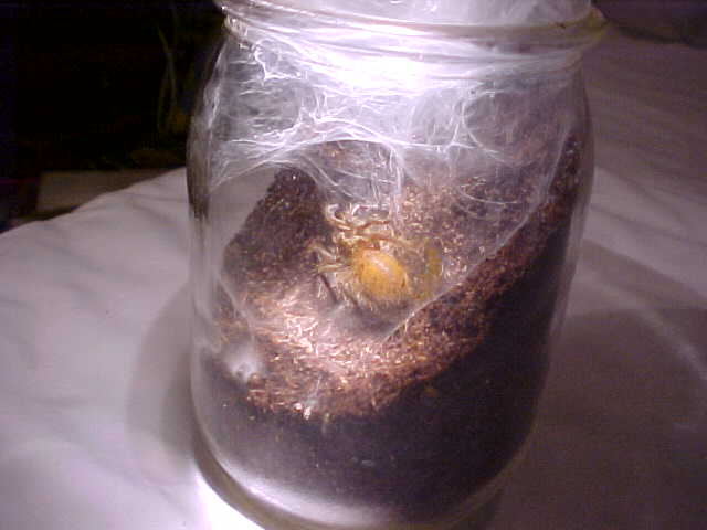spiderlings4