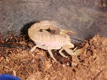 A australis