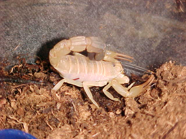 A australis