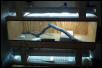 Beardie Cage 1