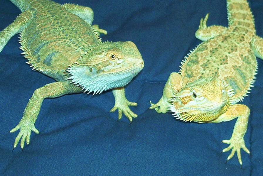 Basker and Digit