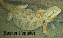 Basker