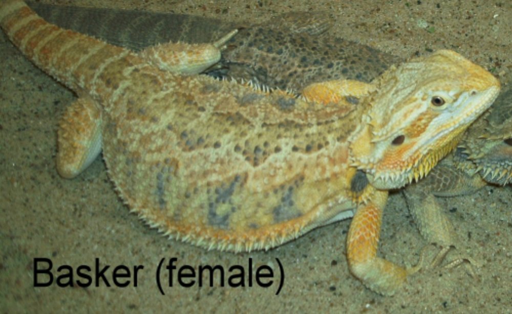 Basker