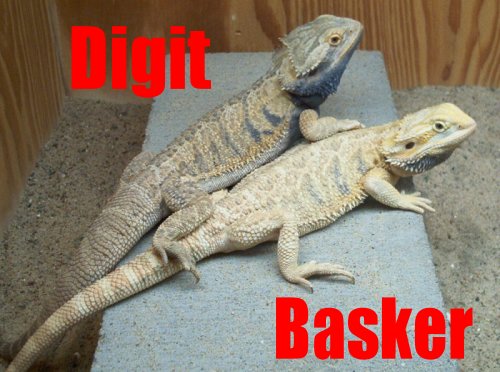 Basker and Digit