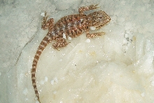 First hatch