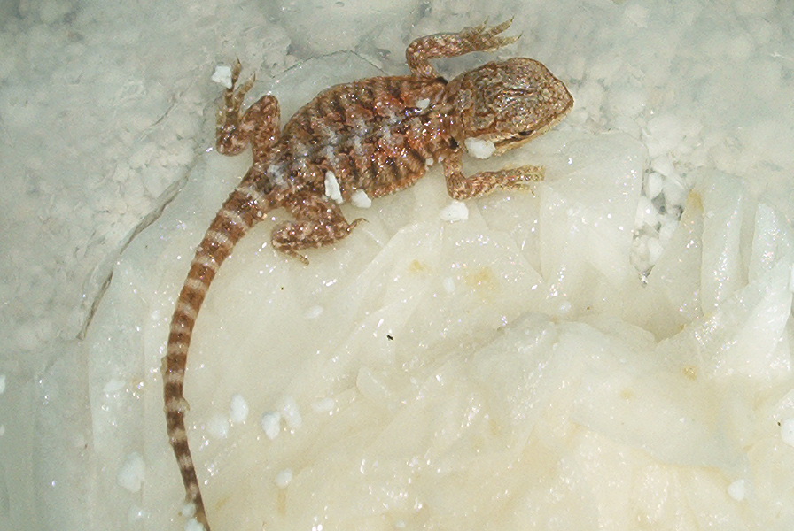 First hatch