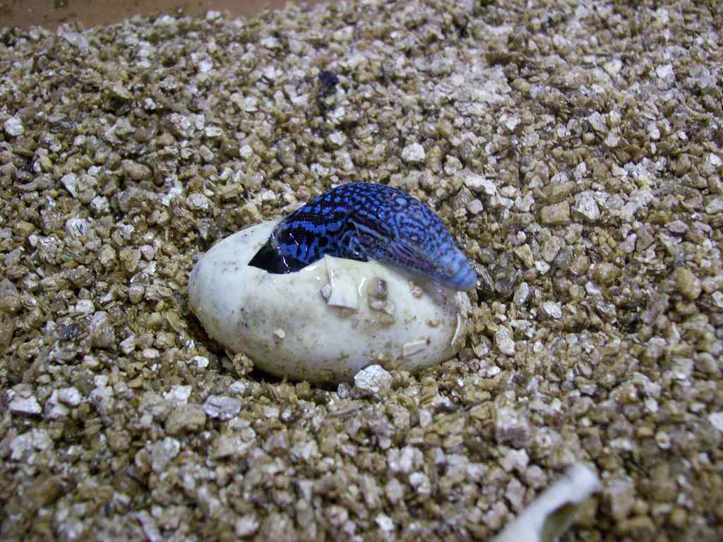 Blue tree hatching