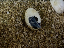 Blue Trees are hatching!!!