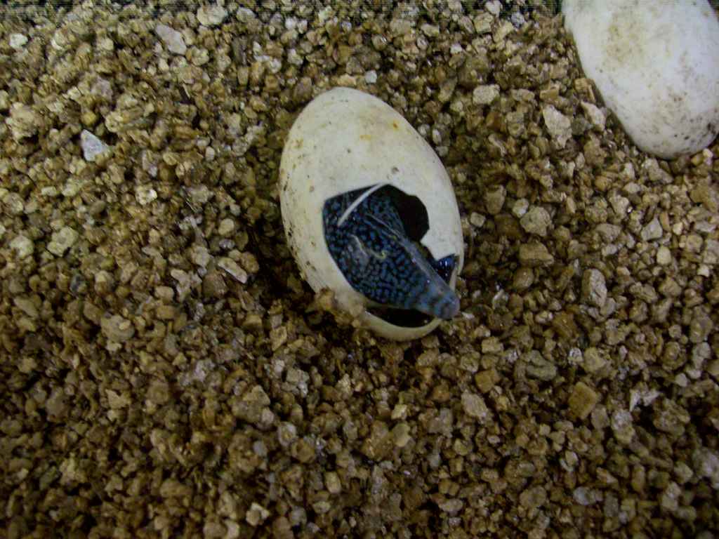 Blue Trees are hatching!!!