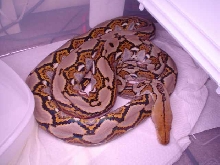 ambon retic