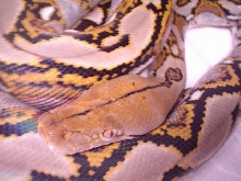ambon female