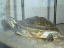 what kind of turtle is this?