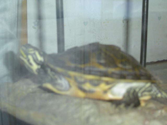 what kind of turtle is this?
