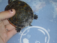 fast's shell