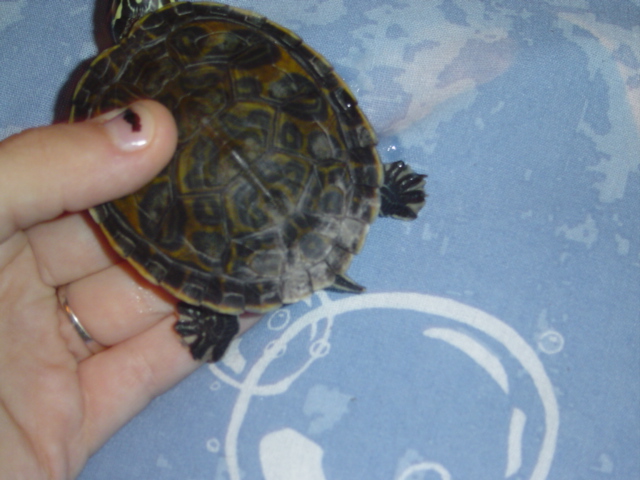 fast's shell