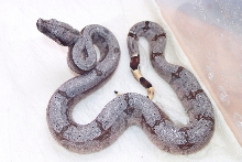 Male #7 ~ NFS