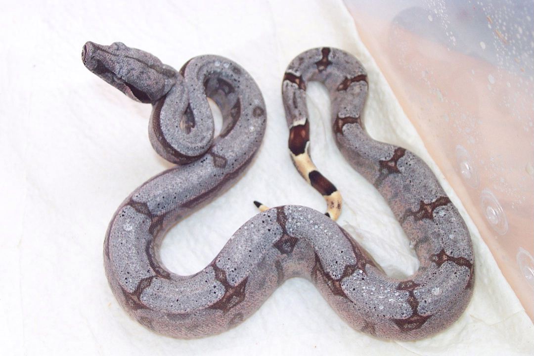 Male #7 ~ NFS