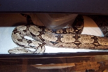 breeder male silverback