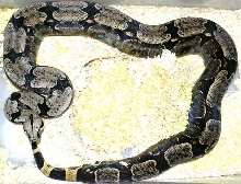 Female breeder