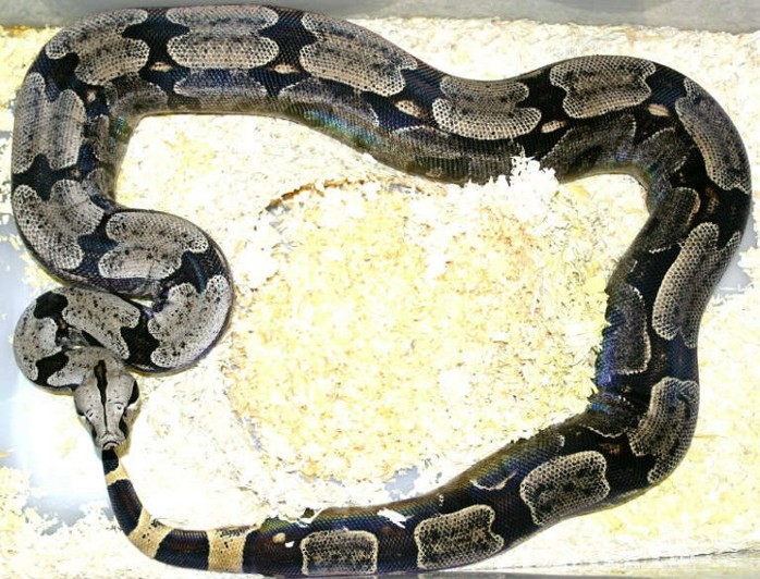 Female breeder