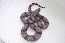 Male #11 SOLD