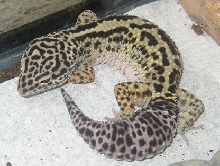 One of my geckos
