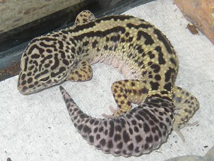 One of my geckos