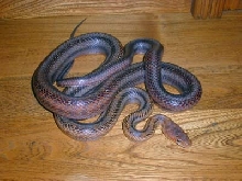 Edwards County Baird's Rat
