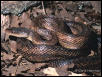 Hybrid (?) Rat Snake