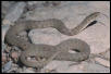 Brazos Water Snake