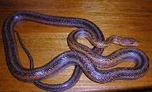 bairdii body shot
