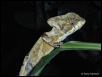 Conehead Lizard