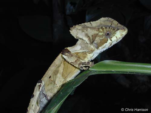 Conehead Lizard