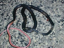 Central TX Whipsnake