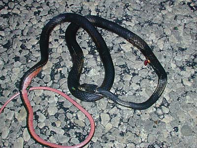 Central TX Whipsnake