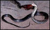 Cuban Alsophis