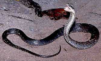 Cuban Alsophis